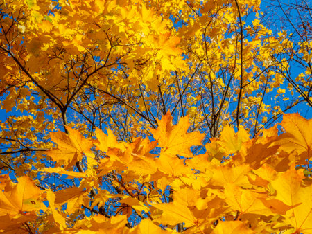 Bright yellow maple leaves against the blue sky on a sunny autumn day. Selective focus. Autumn background.の写真素材