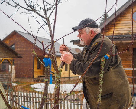 A gardener grafts an apple tree during the rain on a spring day. An elderly male gardener uses grafted wood blades to propagate plants.の写真素材