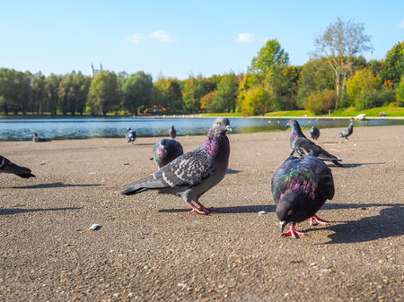Pigeons against the backdrop of a pond in a city park on a sunny autumn day.の写真素材