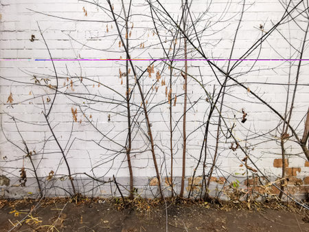 Dry tree branches on the background of a white brick wall. Young trees with fallen leaves on an autumn day.の写真素材