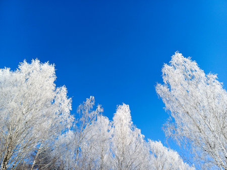 Bottom-up view of treetops covered with frost and snow against the backdrop of a beautiful blue winter sky.の写真素材
