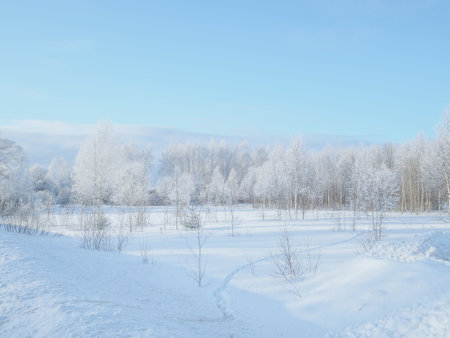 A picturesque landscape of a deciduous forest covered with frost and snow on a sunny frosty winter day. Winter nature of Russia.の写真素材