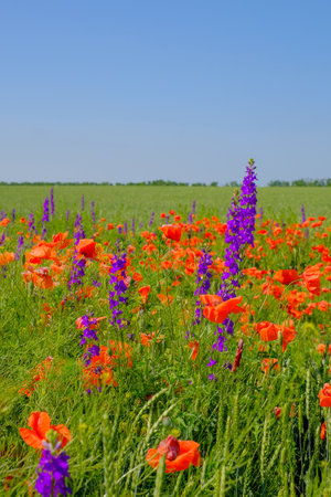 Wild purple lupins and red poppies bloom in a field. Selective focus.の写真素材