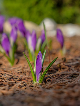 Beautiful purple crocus flowers. Selective focus. The first tender spring flowers on a sunny day....
