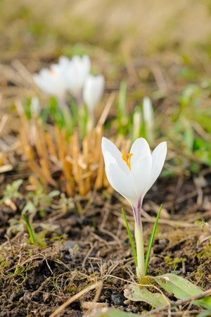 Selective focus on a white crocus flower in bright sunlight on a spring day. The first beautiful delicate spring flowers. Macro photography.の写真素材