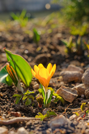 A fragile yellow crocus flower on the soil in the rays of the sun. Selective focus. The first beautiful delicate spring flowers on a sunny day. Macro photography.の写真素材