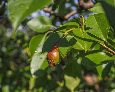A small unripe pear fruit hanging on a branch is covered with drops of water after rain on a sunny summer morning. Selective focus. High quality photoの写真素材