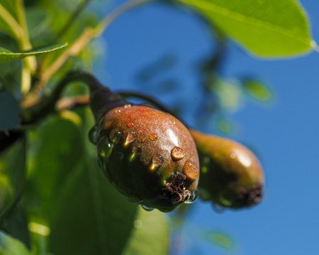 Pear fruits covered with raindrops close-up. Pear fruits on a sunny summer morning. Selective focus. High quality photoの写真素材