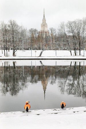 A pair of orange-bellied shelducks sit on the snowy bank of a pond in Moscow on an April day.の写真素材