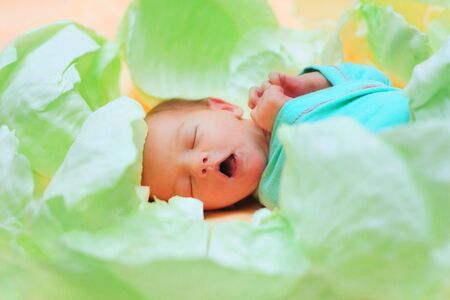 beautiful newborn baby in the green cabbageの写真素材