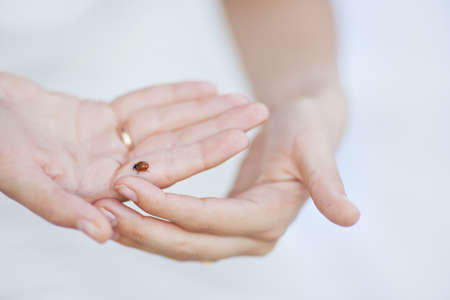 The ladybird in the woman hands on white background