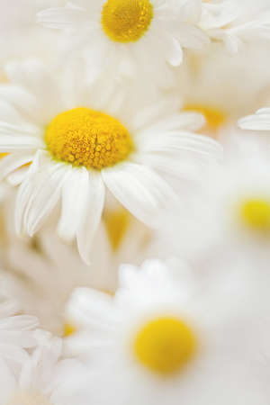 close-up image of bouquet with white chamomilesの写真素材