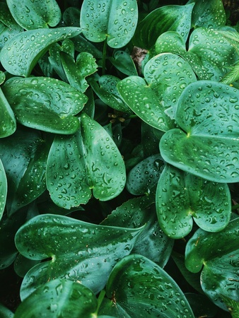 Philodendron Cordatum, sometimes called Sweetheart Vine or Heart Leaf Philodendron has a heart-shape