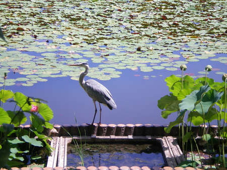A grey heron standing on the edge of a pondの写真素材
