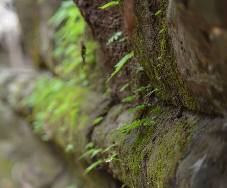 Moss growing on a temple wallの写真素材
