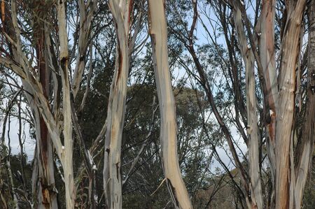 A closeup of the trunks of the eucalyptus tree known as Sydney Blue Gum in a forest. The bark is peeling, showing different colours of the trunks.の写真素材