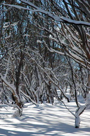 A forest of bare trees covered in snow. They cast crisp shadows on the white snow. There is a blue sky in the background.の写真素材