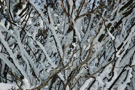 A close-up of snow-covered trees. A blue sky is just visible through the branches.の写真素材