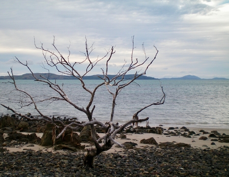 A leafless tree stands on a deserted beach. It is surrounded by pebbles and some sand. Across the water are some hills. The sky is overcast.の写真素材