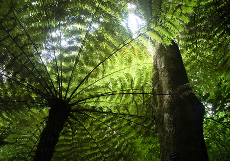 A giant fern tree seen from below. The leaves are green, and the trunk and branches look black against the sunshine. The trunk of a tree rises through the ferns.の写真素材