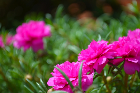 A cluster of bright pink flowers blossoming on a bush. Other flowers are in the background amongst all the leaves. The photo has a short depth of field.の写真素材