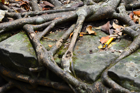 The roots of a tree have spread over a large rock. The rock forms part of a wall, and the roots have grown between the rocks. Fallen leaves of yellow and brown lie over the roots.の写真素材