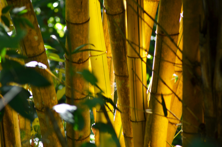 A patch of golden bamboo growing in a forest. It is luminescent in the soft light.の写真素材