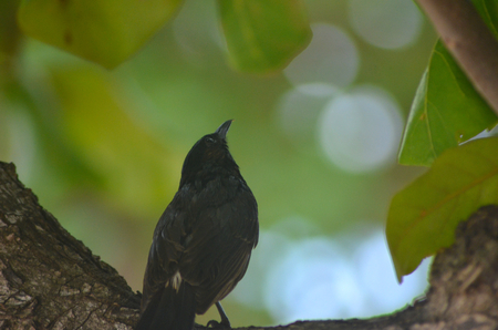 A small bird it sitting on the branch of a tree, with his back to the viewer. He is looking up into the trees. He is covered with black feathers, with a pale patch above his tail. Green leaves form the background.の写真素材