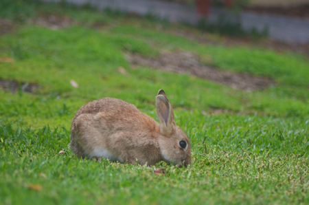 A small rabbit is eating some grass in a field. He is pale brown. A stream is visible in the distance.の写真素材