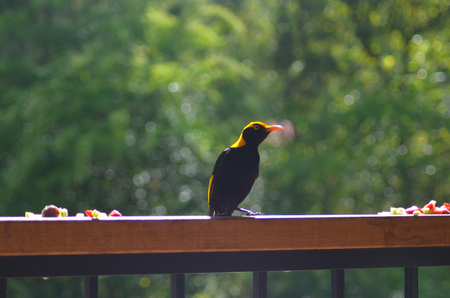 A Regent's Bowerbird is standing on a fence. He has colurs of black and brilliant gold or yellow....