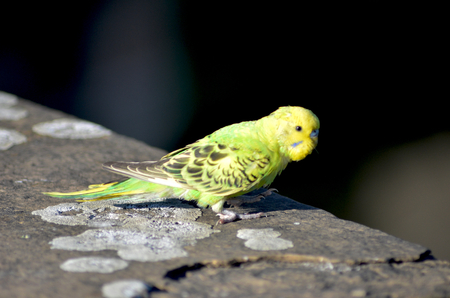 A yellow and green buderigar is resting on a stone wall. He is standing side-on to the viewer. The ...