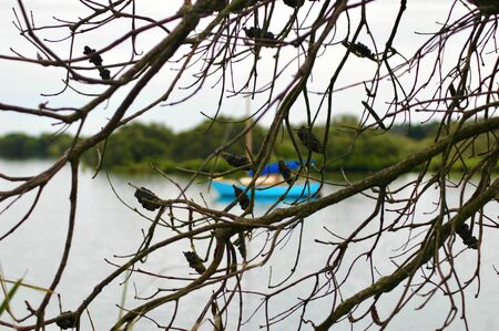 The blue hull of a yacht can be seen through the branches of a tree. The branches have no leaves but are covered with banksia pods. The yacht is moored in a bay, and a tree covered headland is in the diaatnce.の写真素材