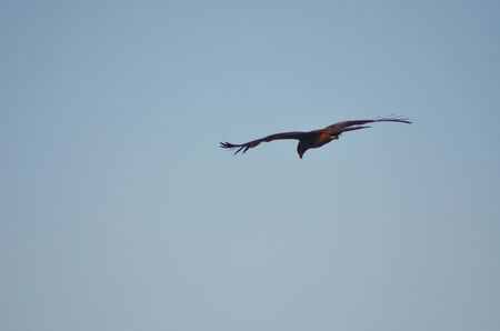 An eagle is soaring with outstretched wings through a clear blue sky. The wing-tip feathers are...