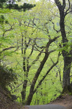 A path in a forest is surrounded by trees. The trees are covered with young leaves, which are a luminescent green.の写真素材