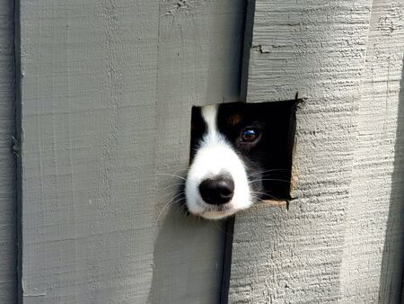 A puupy has poked his nose through a square hole cut into a wooden fence. Only one eye is visible. His nose is white but his face is black with a white stipe running down his forehead. The fence has been painted grey.の写真素材