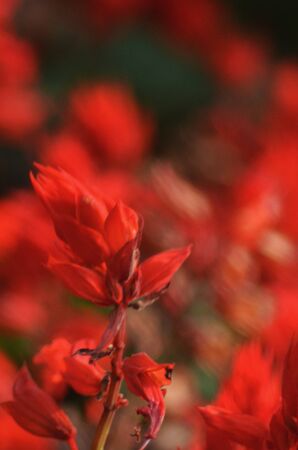 A stem of a plant is covered with bright red flowers. With the focus on the foreground, it is seen against a blur of red flowers.の写真素材