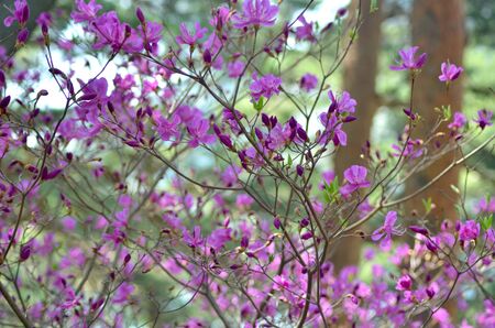 The branches of a magnolia tree are covered with small purple flowers. The trunks of larger trees and some bushes are out of focus on the background.の写真素材