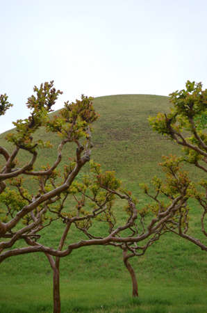 Short trees with twisted branches are growing at the base of a hill. The stems of the branches are...