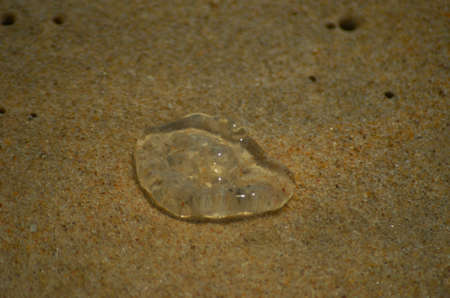 A transparent jellfish is stranded on sand which is dark yellow to light brown in colour. The sand can be seen through the jellyfish. Some crab holes are nearby.の写真素材