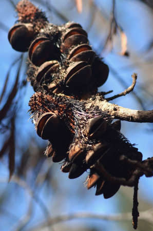 A close-up image of a banksia pod, often called a banksia man. A bushfire has left it blackened, and caused the seed pods to open. The focus is on the foreground, with tree branches in the backgroundの写真素材