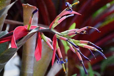 A tropical has flowers with long pink, green and purple petals around yellow stamens. The focus is on the foreground.の写真素材