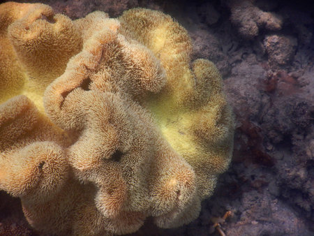 A large coral on the Great Barrier Reef, Australia, is shaped with folds and bends. It is covered in small fronds of growth. The colour ranges from pale yellow to light brown.の写真素材