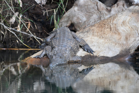 A saltwater crocodile is on a rock on a riverbank, about to enter the water. His front foot is already submerged, and he looks directly at the camera. He is reflected in the water.の写真素材