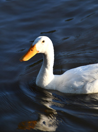 A white duck is floating on a pond. He has an orange beak and orange colouring around his eyes. His reflection is disturbed by ripples on the water.の写真素材