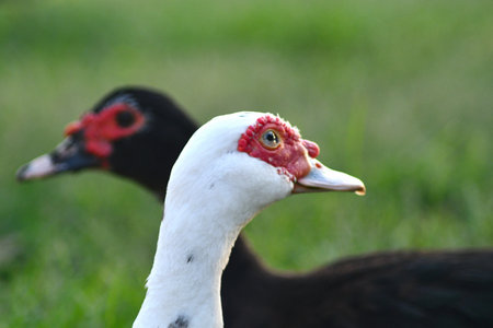 A close-up of two Muscovy ducks facing opposite directions. One is white and the other black. Green grass is in the back ground. The focus is on the foreground.の写真素材