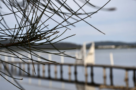 Pine needles frame the foreground. A wooden jetty with a white gate is out of focus in the background. Hills are on the far side of the lake.の写真素材