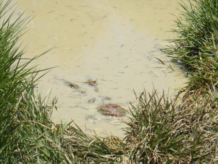 The eyes and snout of a saltwater crocodile are just visible in muddy water. The bank is covered with grass.の写真素材