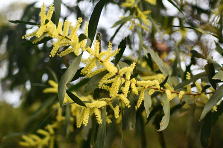 Details of a branch of wattle. Yellow flowers are between the green leaves. The focus is on the foreground, with the rest of the tree out of focus.の写真素材