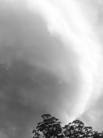 Storm clouds sweep across the sky, ranging in tone from dark white to grey. In the bottom of the picture are wind swept tree-tops. The photograph is in black and whiteの写真素材