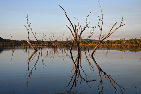 Dead tree trunks rise from the waters of a still lake. A forest is in the background. The trunks are reflected in the water, as is the blue sky.の写真素材